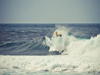 Photographe : Specker - Rider : Jared Housten - Spot : Pipeline