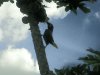 oiseaux dans le parc national arenal