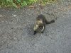 coati en liberte