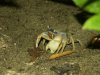 crabe de mangrove