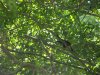 singe capucin a manuel antonio