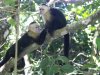 singe capucin a manuel antonio