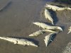 crocodiles au pont tarcoles