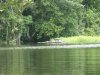 crocodile a tortuguero