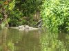 loutre a tortuguero