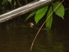 caiman a tortuguero