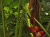 basilic a tortuguero